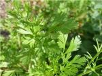 Santé par la nature, Antioxydant