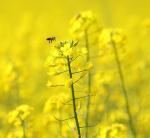 Santé par la nature, CEF Vert