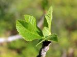 Santé par la nature, Bourgeon 