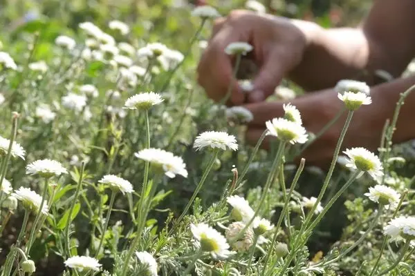 SANTÉ ET BIEN-ÊTRE par la NATURE
